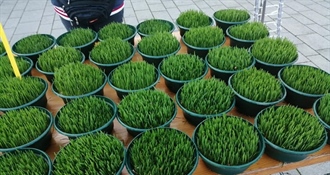 Danas je blagdan svete Lucije kada sijemo božićnu pšenicu – evo kako će vam najbolje uspjeti