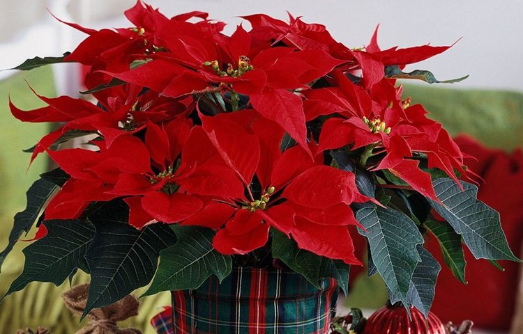 BOŽIĆNA ZVIJEZDA Prekrasna, ali osjetljiva – evo kako je njegovati