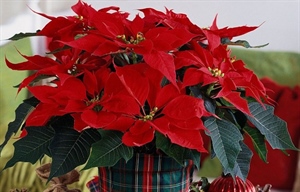 BOŽIĆNA ZVIJEZDA Prekrasna, ali osjetljiva – evo kako je njegovati