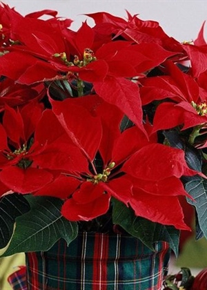 BOŽIĆNA ZVIJEZDA Prekrasna, ali osjetljiva – evo kako je njegovati