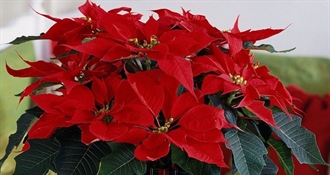 BOŽIĆNA ZVIJEZDA Prekrasna, ali osjetljiva – evo kako je njegovati