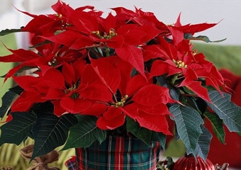 BOŽIĆNA ZVIJEZDA Prekrasna, ali osjetljiva – evo kako je njegovati