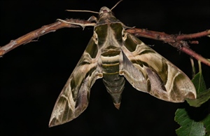 JU Zagorje zeleno: Što se događa s leptirima zimi?