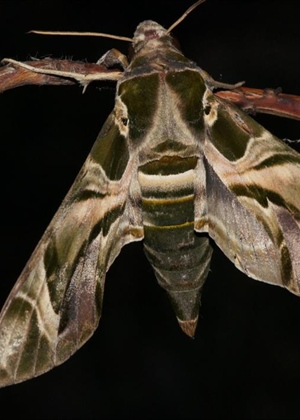 JU Zagorje zeleno: Što se događa s leptirima zimi?