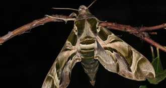 JU Zagorje zeleno: Što se događa s leptirima zimi?