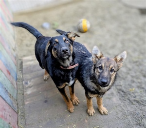 Životinje nisu za pod bor - nisu plišane igračke, već dugogodišnja odgovornost i obaveza!