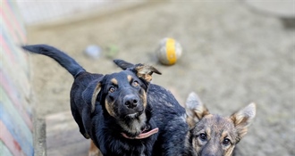 Životinje nisu za pod bor - nisu plišane igračke, već dugogodišnja odgovornost i obaveza!