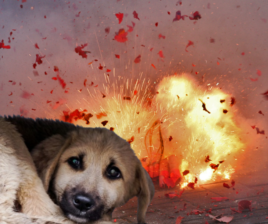 Prijatelji životinja za zabranu petardi: Cviljenje, drhtanje i skokovi kroz prozore – to  pucnjava radi životinjama!