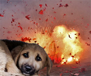 Prijatelji životinja za zabranu petardi: Cviljenje, drhtanje i skokovi kroz prozore – to  pucnjava radi životinjama!