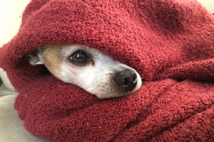 Čudo u Puli: Veterinar i njegov tim spasili život psu kojeg je probila šipka