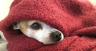 Čudo u Puli: Veterinar i njegov tim spasili život psu kojeg je probila šipka