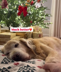 Božićna čarolija: Vole li vaši kućni ljubimci bor i ukrase, kao i ovaj pas ili ga ne podnose - kako se nosite s time?