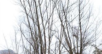 JU Zagorje zeleno: Tragovi životinja zimi