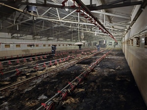 Kod Velikog Bukovca u požaru preradarnika izgorjelo više tisuća pilića