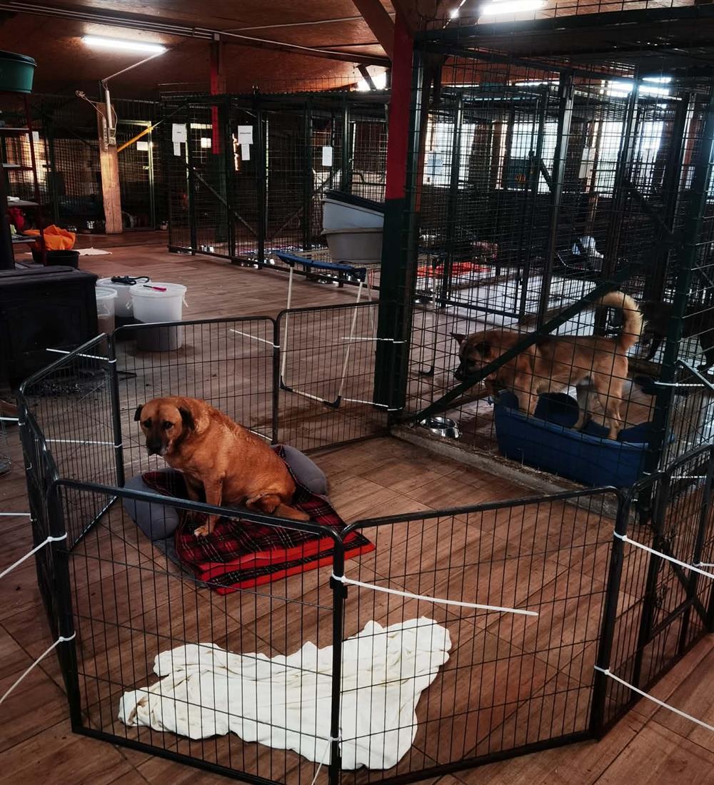 Apel iz čakovečkog skloništa za životinje: Nema više mjesta, traže se privremeni smještaji za pse dok traje hladnoća