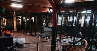 Apel iz čakovečkog skloništa za životinje: Nema više mjesta, traže se privremeni smještaji za pse dok traje hladnoća