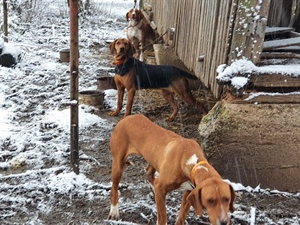 Noćas odlučujete tko će preživjeti! Sklonite pse u tople domove i zaštitite ih od hladnoće, bit će i -16!