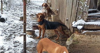 Noćas odlučujete tko će preživjeti! Sklonite pse u tople domove i zaštitite ih od hladnoće, bit će i -16!