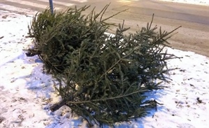 Evo kada počinje sakupljanje božićnih drvaca na području Ludbrega i okolnih općina