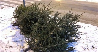 Evo kada počinje sakupljanje božićnih drvaca na području Ludbrega i okolnih općina