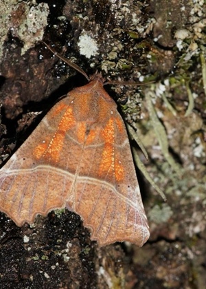 JU Zagorje zeleno: Što učiniti ako naiđete na leptira koji prezimljuje?