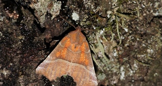 JU Zagorje zeleno: Što učiniti ako naiđete na leptira koji prezimljuje?