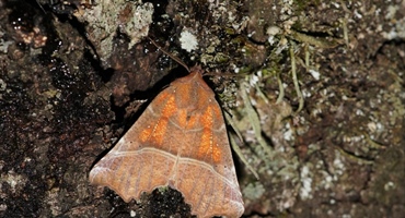 JU Zagorje zeleno: Što učiniti ako naiđete na leptira koji prezimljuje?