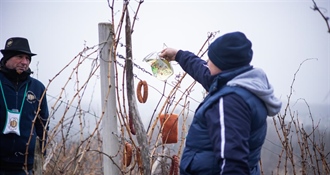 Vincekovo za pamćenje: u Donjoj Voći trs se zalijeva vinom uz ljame i neandertalce