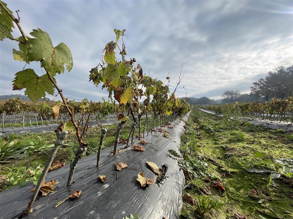 Važan iskorak za zagorsko vinogradarstvo - Završena klonska selekcija sorte Belina starohrvatske
