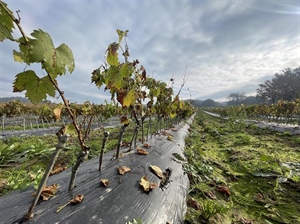 Važan iskorak za zagorsko vinogradarstvo - Završena klonska selekcija sorte Belina starohrvatske