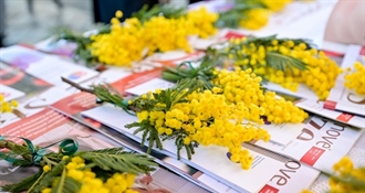 U subotu se obilježava Dan mimoza u Koprivnici, Križevcima, Đurđevcu i Virju