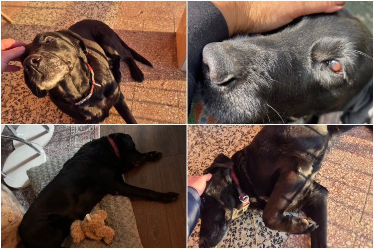 Moli treba novog vlasnika: umiljata ženka mješanca traži siguran dom