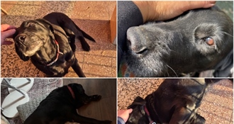 Moli treba novog vlasnika: umiljata ženka mješanca traži siguran dom