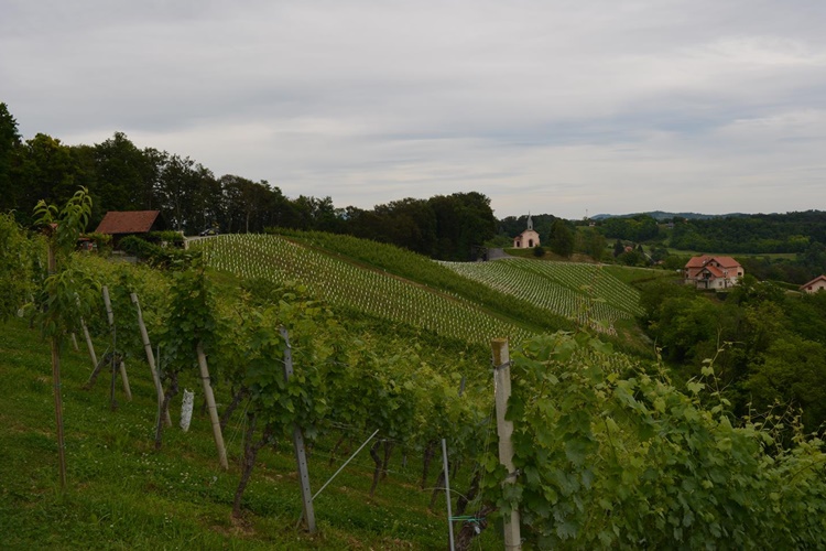 Jalžabet: otvorene prijave za sufinanciranje vinogradarskih sadnica