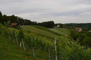 Jalžabet: otvorene prijave za sufinanciranje vinogradarskih sadnica