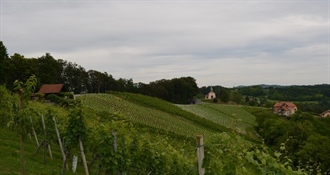 Jalžabet: otvorene prijave za sufinanciranje vinogradarskih sadnica