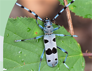 Javna ustanova "Zagorje zeleno" poziva na predstavljanje rezultata istraživanja ekološke mreže