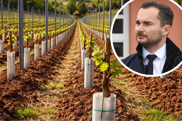 Općina Martijanec sufinancira nabavu loznih cijepova - evo detalja