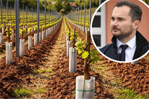 Općina Martijanec sufinancira nabavu loznih cijepova - evo detalja