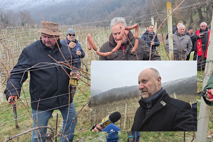 Zlatna žutica ogromni problem zagorskih vinara, potrebno je hitno reagirati, Kolar: Važno je da zbog bolesti ne odustanu od proizvodnje, to bi bila nenadoknadiva šteta
