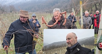 Zlatna žutica ogromni problem zagorskih vinara, potrebno je hitno reagirati, Kolar: Važno je da zbog bolesti ne odustanu od proizvodnje, to bi bila nenadoknadiva šteta