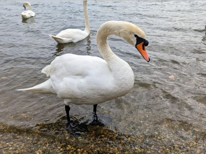 Stožer apelira: Ne dirajte uginule ptice! Pronađeni mrtvi labudovi kod Šoderice i Jegeniša