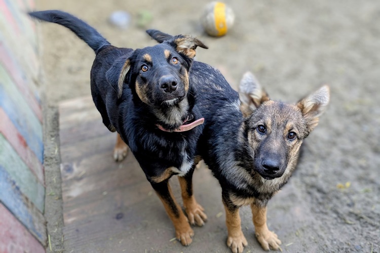 Manje pasa lutalica, manji troškovi: Varaždinska županija sprema novi plan zaštite životinja