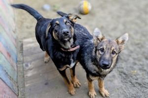 Manje pasa lutalica, manji troškovi: Varaždinska županija sprema novi plan zaštite životinja