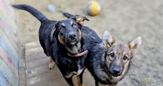 Manje pasa lutalica, manji troškovi: Varaždinska županija sprema novi plan zaštite životinja