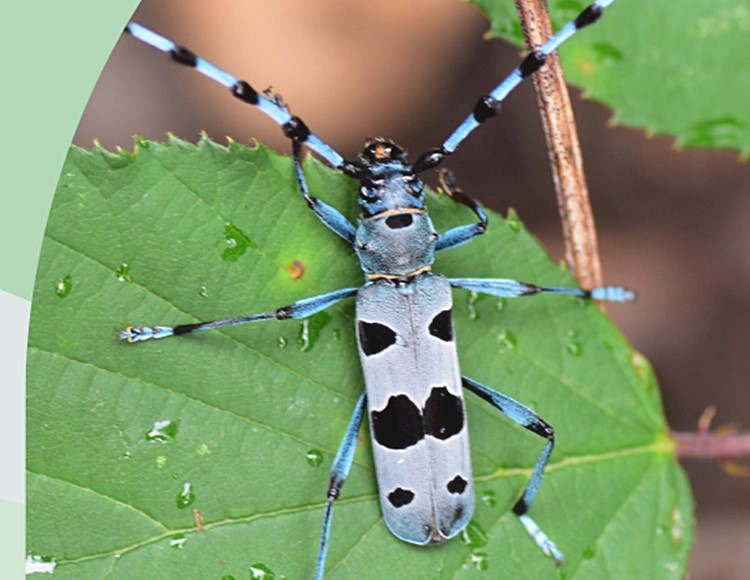 JU Zagorje zeleno poziva na predstavljanje rezultata istraživanja "Od planine do rijeke - Kukci kao indikatori staništa u ekološkoj mreži“