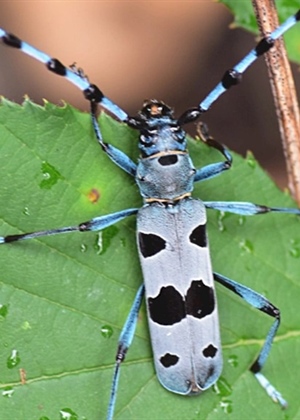JU Zagorje zeleno poziva na predstavljanje rezultata istraživanja "Od planine do rijeke - Kukci kao indikatori staništa u ekološkoj mreži“