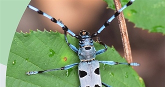 JU Zagorje zeleno poziva na predstavljanje rezultata istraživanja "Od planine do rijeke - Kukci kao indikatori staništa u ekološkoj mreži“