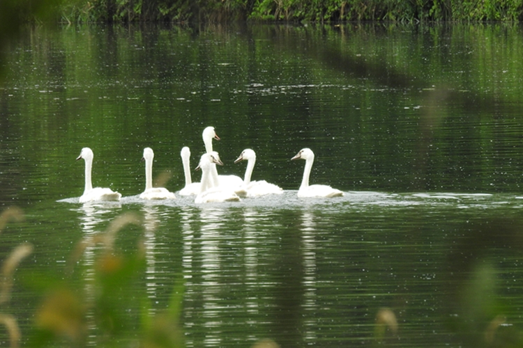 Kod tri labuda u Koprivničko-križevačkoj županiji potvrđena influenca ptica