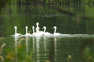 Kod tri labuda u Koprivničko-križevačkoj županiji potvrđena influenca ptica